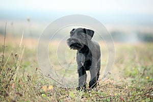 Black Scottish Terrier litlle funny