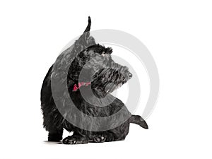 Black scottish terrier puppy on a white background