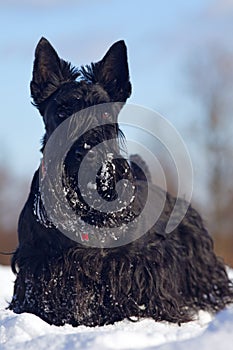 Negro escocés sobre el la nieve durante. el perro escena con nieve. oscuro el perro en hijo en frío. lindo 