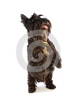 Black scottish Terrier is standing with a yellow tie