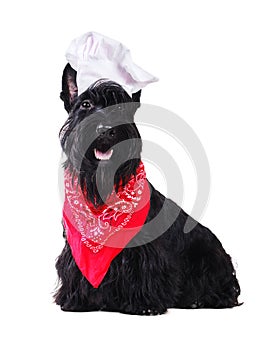 Black scottish terrier wearing cook hat