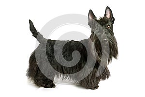 Scottish terrier photo