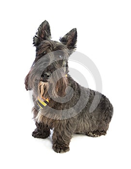 Black scottish Terrier with yellow tie