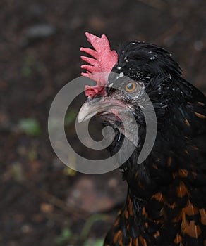 Black Scraggly Chicken Close Up