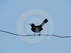 The black scrub robin is a species of bird in the family Muscicapidae. It is found in Bahrain, Burkina Faso, Cameroon, Chad,