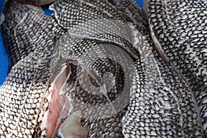 Black Sea Bass filets at fish market