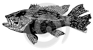 Black sea bass fish on white background