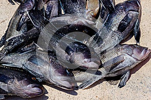 Black sea bass freshly caught