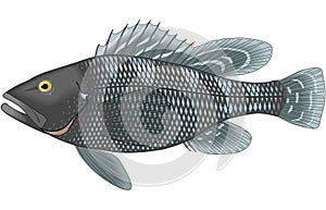 Black Sea Bass Illustration