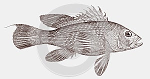 Black sea bass, a venomous marine grouper from the western atlantic ocean in side view