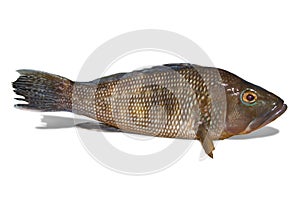 Black sea bass on white background