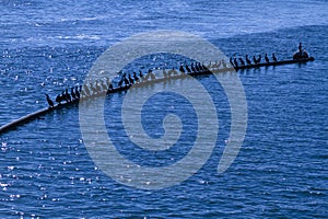 Black Sea Birds in the Sea