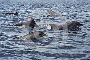 Black sea bottlenose dolphins frolic