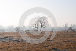 Single tree and a field close to the shore / seaside - kirklareli photo