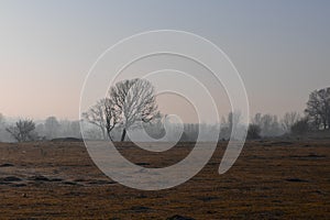 Single tree and a field close to the shore / seaside - kirklareli photo