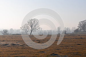 Single tree and a field close to the shore / seaside - kirklareli photo