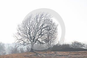 Single tree and a field close to the shore / seaside - kirklareli photo