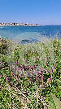 Black sea cost Bulgaria Sozopol Bamboo beach