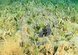 Black sea cucumber in seagrass bed photo