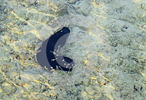 Black Sea Cucumber - Holothuria - on Sand under Sea Water - Marine Life - Andaman Nicobar Islands, India photo