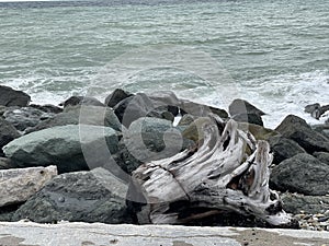 black sea and driftwood, washed ashore