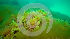 Black Sea, Hydroids Obelia, coelenterates, Macrophytes Red and Green algae