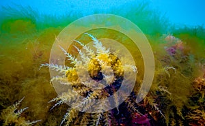 Black Sea, Hydroids Obelia, (coelenterates), Macrophytes Red and Green algae photo