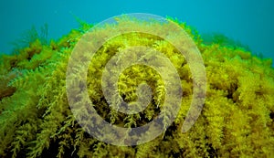 Black Sea, Hydroids Obelia, (coelenterates), Macrophytes Red and Green algae photo