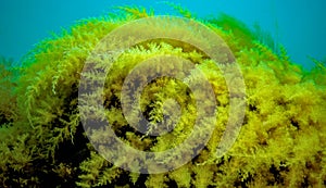 Black Sea, Hydroids Obelia, (coelenterates), Macrophytes Red and Green algae photo