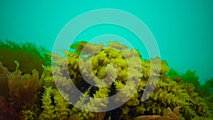 Black Sea, Hydroids Obelia, (coelenterates), Macrophytes Red and Green algae photo