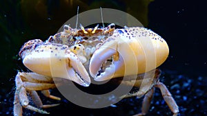 Black Sea, Invasive crab, invader Rhithropanopeus harrisii Zuiderzee crab, dwarf crab, estuarine mud crab