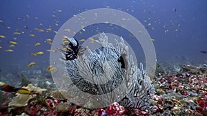 Black sea lily Crinoidea class of echinoderms underwater on seabed in Maldives.