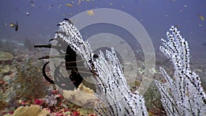 Black sea lily Crinoidea class of echinoderms underwater on seabed in Maldives.