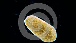 Black Sea. Marine flatworm, planaria, crawling on the glass