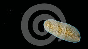 Black Sea. Marine flatworm, planaria, crawling on the glass