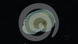 Black Sea. Marine flatworm, planaria, crawling on the glass