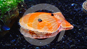 Black Sea mollusk Scallop Flexopecten ponticus