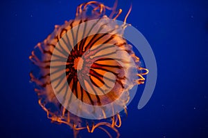 Black Sea Nettle Jellyfish