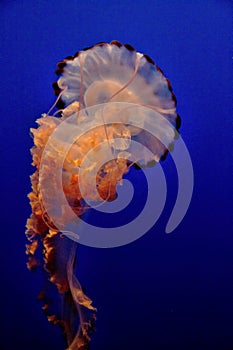 Black Sea Nettle in Monterey Aquarium in California
