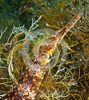 Black Sea pipefish