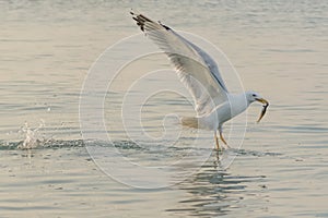 The Black Sea and the seagull`s life