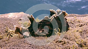 Black sea slug underwater on bottom of volcanic origin in Atlantic ocean.