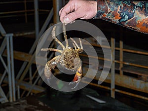 Black Sea stone crab