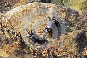 Black Sea. Two small Crab Stone Crab Eriphia verrucosa sits on a rock and feeds on organic remains from the surface.