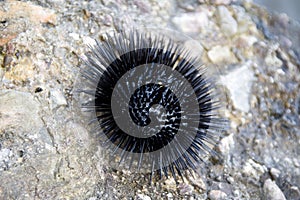 Black sea urchin