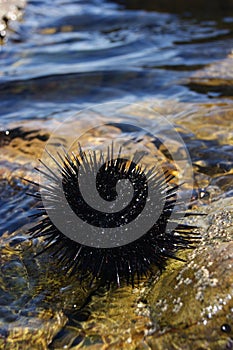 Black sea urchin