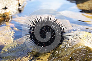 Black sea urchin