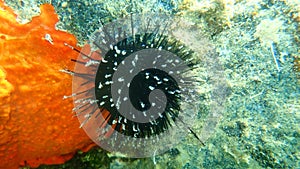 Black sea urchin Arbacia lixula undersea, Aegean Sea, Greece, Halkidiki