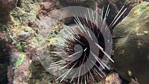 Black sea urchin lies underwater on stones. Sea urchin Echinothrix diadema, commonly called diadema urchin or white