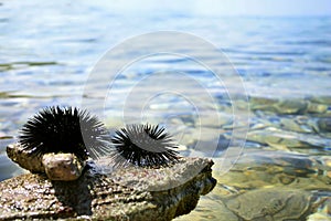 Black sea urchins